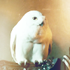 hedwig-the-owl-harry-potter-38228307-100-100.png