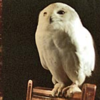 hedwiga_3.gif