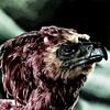the-chamber-of-secrets-harry-potter-38011533-100-100.jpg
