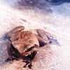 trevor-the-toad-harry-potter-38228309-100-100.png