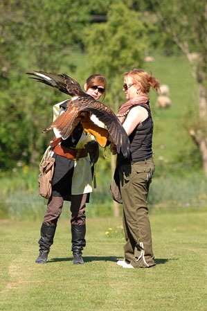 20090524-birdofprey-06.jpg