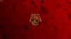 hogwarts_house_wallpaper_gryffindor_by_theladyavatar-d5h48i8_t1.jpg